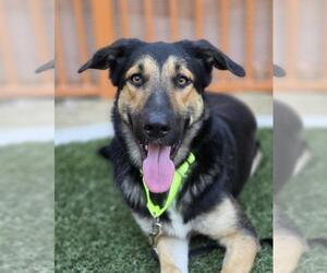German Shepherd Dog-Unknown Mix Dogs for adoption in Las Vegas, NV, USA