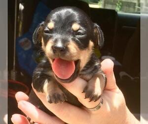 Chiweenie Dogs for adoption in Livingston, TX, USA