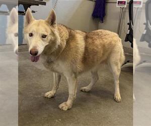 Siberian Husky Dogs for adoption in Camarillo, CA, USA