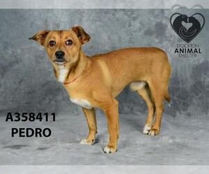 Mutt Dogs for adoption in Stockton, CA, USA