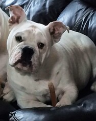 Bulldog Dogs for adoption in Fargo, ND, USA