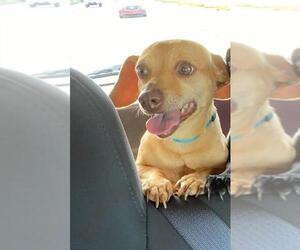 Chiweenie Dogs for adoption in Los Banos, CA, USA