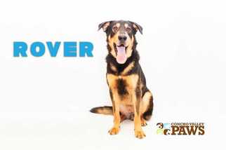 Rottweiler Dogs for adoption in San Angelo, TX, USA