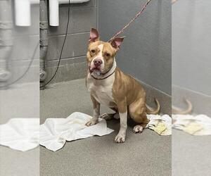 American Pit Bull Terrier-Unknown Mix Dogs for adoption in Las Vegas, NV, USA