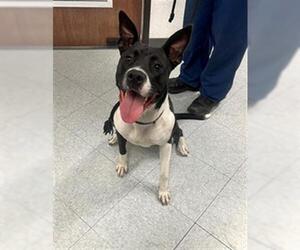 American Pit Bull Terrier-Siberian Husky Mix Dogs for adoption in Downey, CA, USA