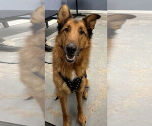 Collie-German Shepherd Dog Mix Dogs for adoption in Minneapolis, MN, USA