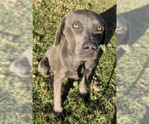 Unknown-Weimaraner Mix Dogs for adoption in Riverside, CA, USA