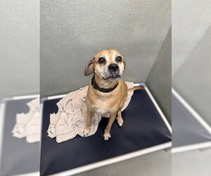 Boxador Dogs for adoption in Lee's Summit, MO, USA