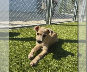 Mutt Dogs for adoption in Woodbury, NY, USA