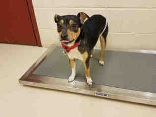 Rat Terrier Dogs for adoption in Center Township, PA, USA
