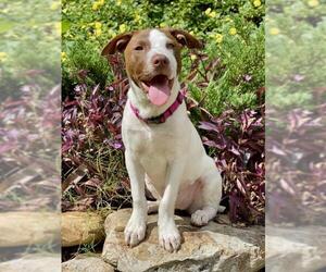 Pointer-Staffordshire Bull Terrier Mix Dogs for adoption in Fayetteville, GA, USA