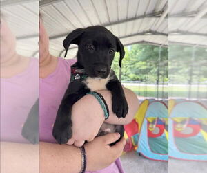 American Pit Bull Terrier-Labrador Retriever Mix Dogs for adoption in Cromwell, KY, USA