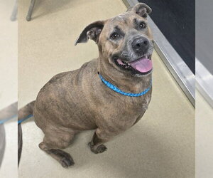 Mutt Dogs for adoption in Easton, MD, USA