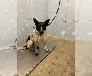 Australian Cattle Dog-Unknown Mix Dogs for adoption in Woodland, CA, USA