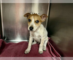 Mutt Dogs for adoption in Rancho Cucamonga, CA, USA