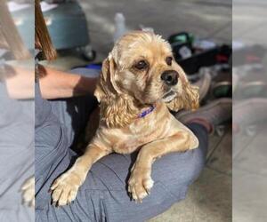 Cocker Spaniel Dogs for adoption in Sherman Oaks, CA, USA