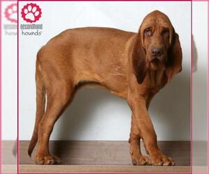 Bloodhound Dogs for adoption in Eden Prairie, MN, USA