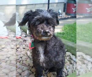 Shih-Poo Dogs for adoption in Mankato, MN, USA