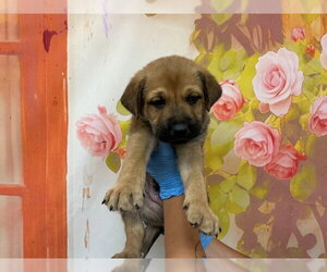 Mutt Dogs for adoption in San Bernardino, CA, USA