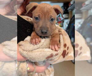 American Pit Bull Terrier-American Staffordshire Terrier Mix Dogs for adoption in Belleville, MI, USA