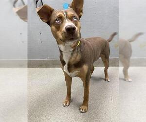 American Pit Bull Terrier-Unknown Mix Dogs for adoption in Las Vegas, NV, USA