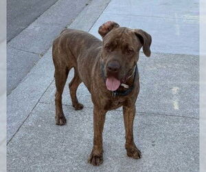 Mutt Dogs for adoption in Tracy, CA, USA