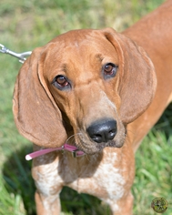 English Coonhound Dogs for adoption in Mt Vernon, IN, USA