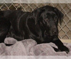 Labrador Retriever-Unknown Mix Dogs for adoption in Savannah, MO, USA