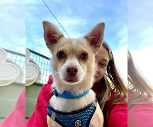 Pembroke Welsh Corgi Dogs for adoption in Menifee, CA, USA