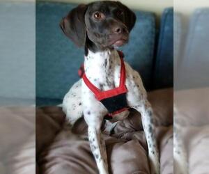 German Shorthaired Pointer Dogs for adoption in Grovertown, IN, USA