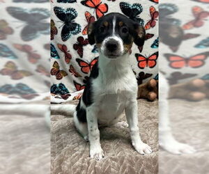 Australian Shepherd-Unknown Mix Dogs for adoption in Wetumpka, AL, USA