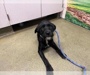 Mutt Dogs for adoption in Moreno Valley, CA, USA