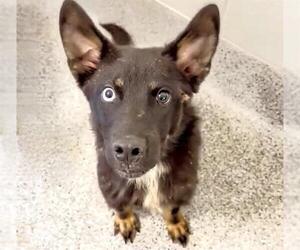 German Shepherd Dog Dogs for adoption in Houston, TX, USA