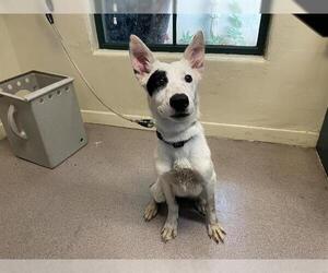 Border Collie-Unknown Mix Dogs for adoption in Pasadena, CA, USA