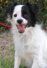 Papastzu Dogs for adoption in El Cajon, CA, USA
