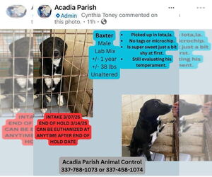 Borador Dogs for adoption in New Orleans, LA, USA