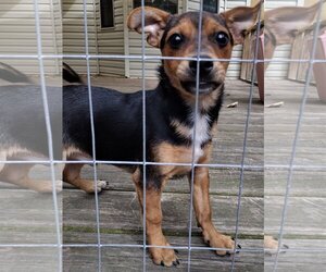 Dachshund-Jack Russell Terrier Mix Dogs for adoption in Baileyton, AL, USA