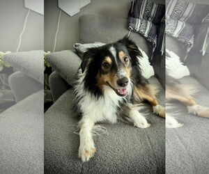 Australian Shepherd Dogs for adoption in St. Louis Park, MN, USA