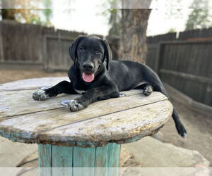 Labrador Retriever-Unknown Mix Dogs for adoption in Clovis, CA, USA
