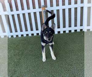 Siberian Husky-Unknown Mix Dogs for adoption in Modesto, CA, USA