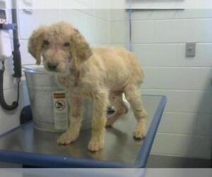 Poodle (Standard) Dogs for adoption in Corpus Christi, TX, USA