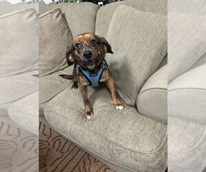 Beagle-Unknown Mix Dogs for adoption in Mundelein, IL, USA