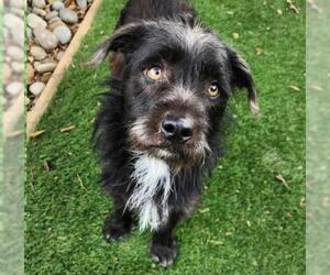 Mutt Dogs for adoption in Oakley, CA, USA