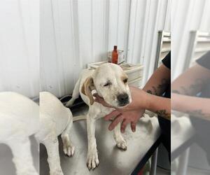 Mutt Dogs for adoption in Bakersfield, CA, USA