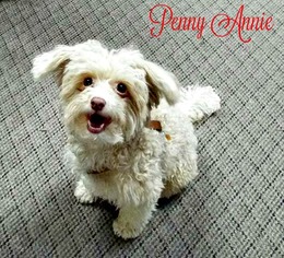 Poodle (Miniature) Dogs for adoption in Cushing, OK, USA