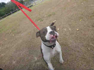 American Pit Bull Terrier Dogs for adoption in Naples, FL, USA