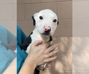 Mutt Dogs for adoption in Hilton Head, SC, USA