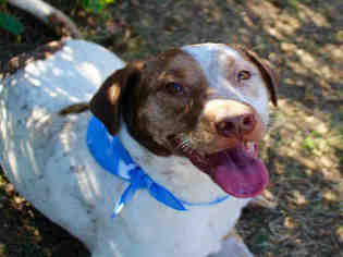 Lab-Pointer Dogs for adoption in Norman, OK, USA