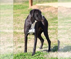 Mutt Dogs for adoption in Grovetown, GA, USA