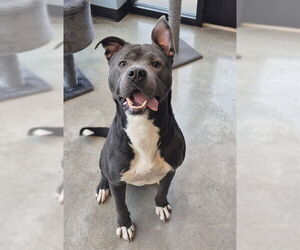 Mutt Dogs for adoption in Decatur, IL, USA